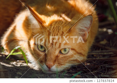 Ginger cat relax in backyard garden. Furry orange cat close up outdoor Ginger cat relax in backyard garden. Furry orange cat close up outdoor 127837814