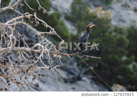 Great black cormorant or black swag bird sitting on branch 127837825