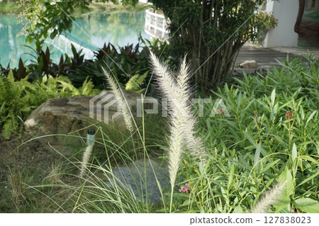 Rock sits in front of a lush green garden 127838023