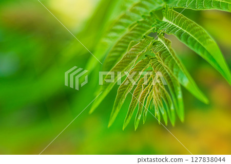 Large branch with large walnut tree leaves close-up on blurred yellow-green abstract background with copy space. Natural surroundings, botany garden theme Large branch with large walnut tree leaves close-up on blurred yellow-green abstract background with copy space. Natural surroundings, botany garden theme 127838044