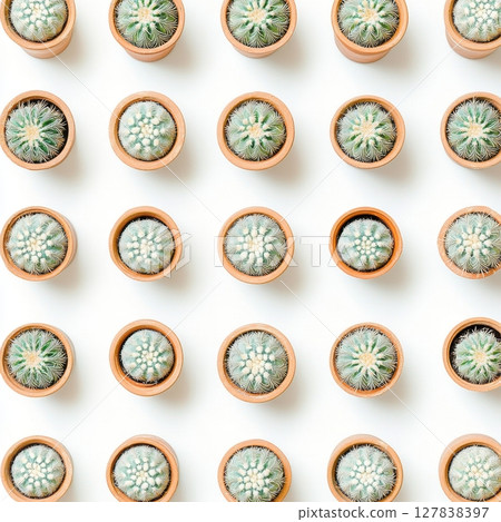 Succulent Cactus Plants Pattern Minimalist Potted Greenery Design Botanical Background Terracotta Succulent Cactus Plants Pattern Minimalist Potted Greenery Design Botanical Background Terracotta 127838397