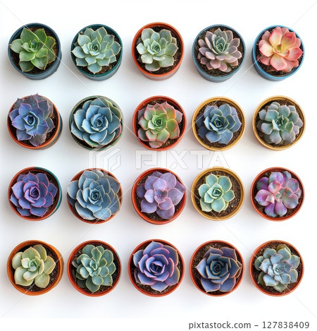 Colorful Succulent Plants in Pots Home Decor Botanical art pink blue cute life green brown white 127838409