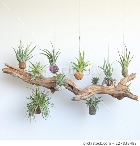 Air Plants Hanging Decor Driftwood Modern Home Botanical Arrangement green style design nature 127838482