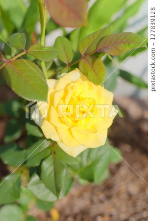 A single yellow rose illuminated by the morning sun A single yellow rose illuminated by the morning sun 127839128