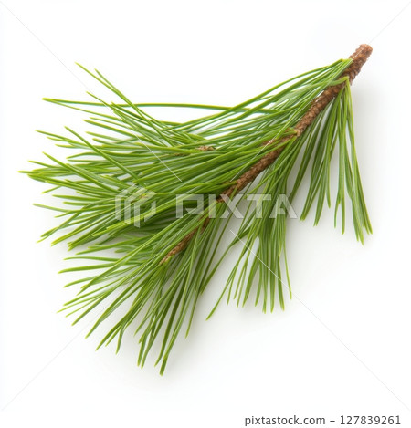 Fresh Green Pine Branch Isolated on White Background Nature Fir Tree Wood Twig Leaf Plant Flora 127839261