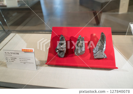 Tyrannosaurus tooth fossil Tyrannosaurus tooth fossil 127840078