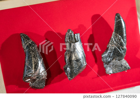 Tyrannosaurus tooth fossil 127840090