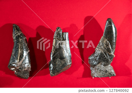 Tyrannosaurus tooth fossil 127840092