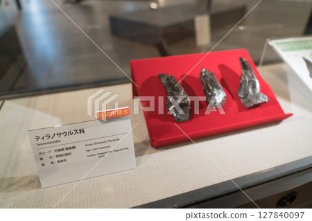 Tyrannosaurus tooth fossil 127840097