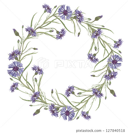 Watercolor frame of cornflower flower. Hand-drawn clip-art on white background. Delicate realistic images of Medicinal herbs for packaging, textiles, printing, holiday cards, wedding, menu 127840518