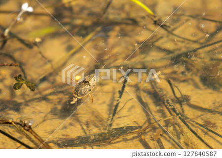 A gray-spotted water beetle in a rice field 127840587
