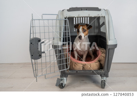 Jack Russell Terrier Dog in Pet Travel Box. Jack Russell Terrier Dog in Pet Travel Box. 127840853