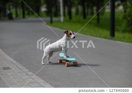 Jack Russell Terrier dog rides a penny board in the park.  127840880