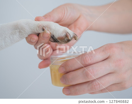 The owner puts wax on the dog's paws.  127840882