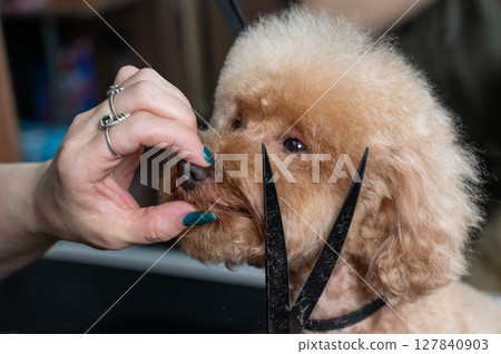 Groomer grooming a chocolate mini poodle.  127840903