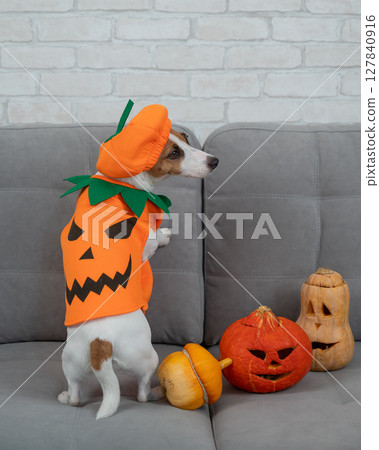 Jack Russell Terrier dog in pumpkin costume next to jack o lantern on sofa. Jack Russell Terrier dog in pumpkin costume next to jack o lantern on sofa. 127840916
