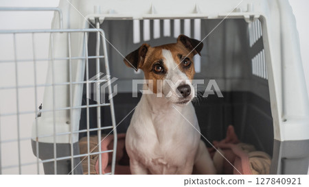 Jack Russell Terrier Dog in Pet Travel Box. Jack Russell Terrier Dog in Pet Travel Box. 127840921