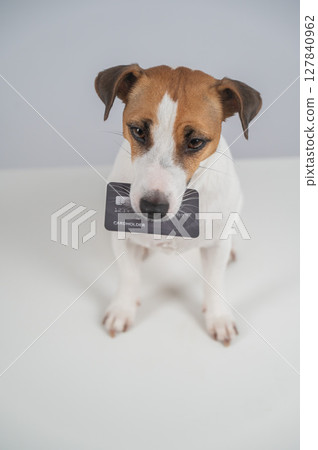 Jack Russell Terrier Dog Holding Credit Card.  127840962