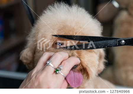 Groomer grooming a chocolate mini poodle. Groomer grooming a chocolate mini poodle. 127840966