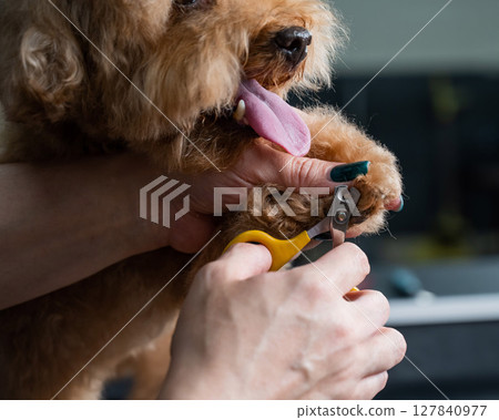 A groomer trims a poodle's nails at a grooming salon.  127840977