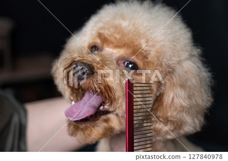 Groomer combing poodle in salon.  127840978