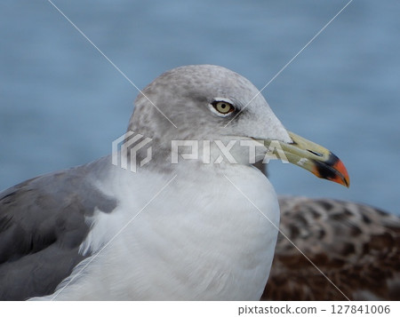 Black-tailed Gull Seabird 127841006