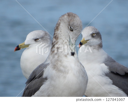 Black-tailed Gull Seabird 127841007