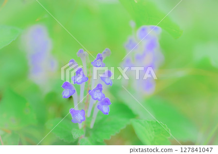 雨後春山路上盛開的鹿角百合 127841047