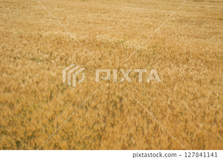 Golden wheat field Golden wheat field 127841141