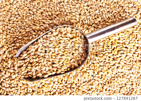 grain on the table, wheat grain 127841267