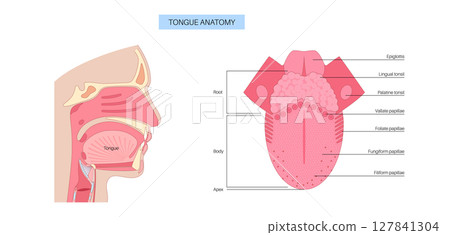 Human tongue poster Human tongue poster 127841304