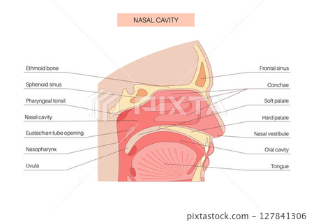 Nasal cavity poster 127841306