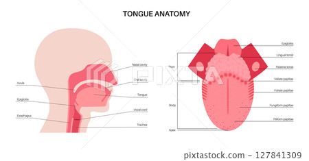 Human tongue poster Human tongue poster 127841309
