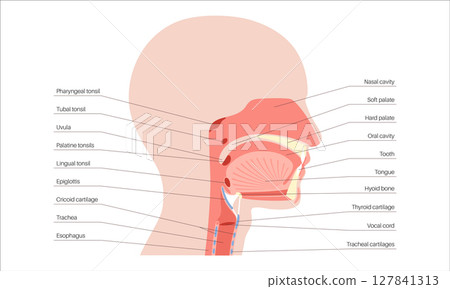 Upper respiratory tract 127841313