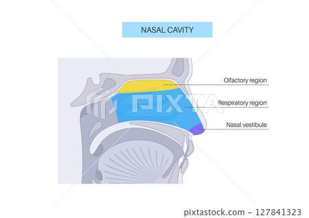 Nasal cavity poster 127841323