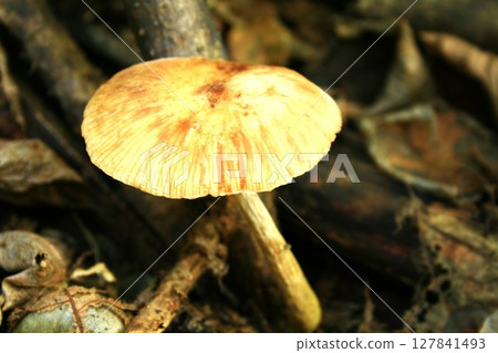 蜜環菌 蜜環菌 127841493