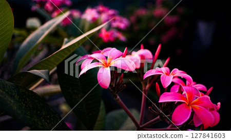 Beautiful and exotic pink plumeria Beautiful and exotic pink plumeria 127841603
