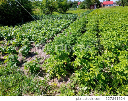 Potato Plants Thriving in Garden Soil With Lush Green Foliage During Sunny Growing Season 127841624