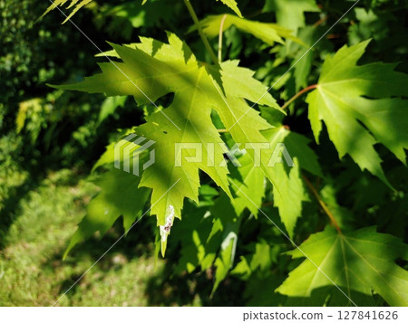 Bright Green Sharp Leaved Maple Leaves Basking in Sunlight on a Warm Summer Day Bright Green Sharp Leaved Maple Leaves Basking in Sunlight on a Warm Summer Day 127841626
