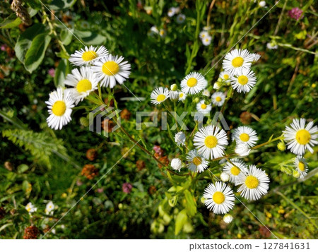 Wild White Chamomile Flowers Blooming in a Lush Green Field During a Sunny Afternoon Wild White Chamomile Flowers Blooming in a Lush Green Field During a Sunny Afternoon 127841631