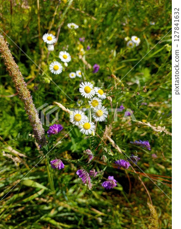 White Chamomile Wildflowers Blooming in a Lush Green Field on a Sunny Day 127841632