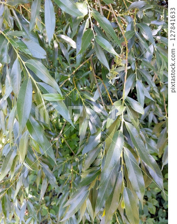 White Willow Leaves Gently Sway in the Breeze Under the Midday Sun Near a Tranquil Waterway White Willow Leaves Gently Sway in the Breeze Under the Midday Sun Near a Tranquil Waterway 127841633