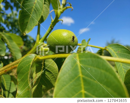 Green Walnut Fruits Growing on a Tree Branch Under a Clear Blue Sky in Late Summer 127841635