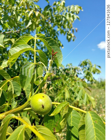 Growing Green Walnut Fruits Among Lush Foliage on a Bright Sunny Day 127841636