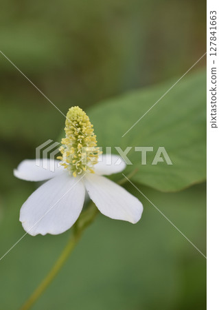 Houttuynia cordata Houttuynia cordata 127841663