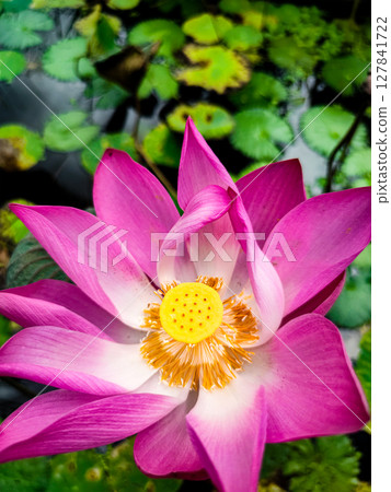 A beautifully blooming water lily A beautifully blooming water lily 127841722