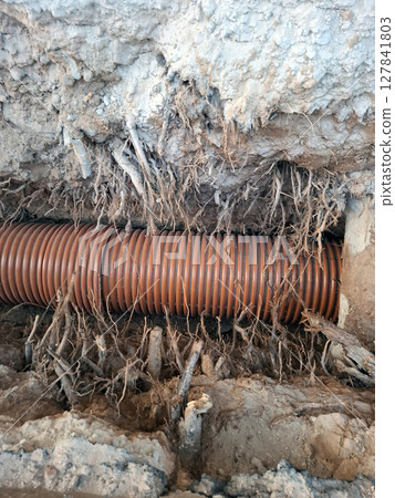 A trench dug in the ground reveals a drainage pipe surrounded by dense tree roots. The setting indicates work on a sewer line with nature obstructing the project. 127841803
