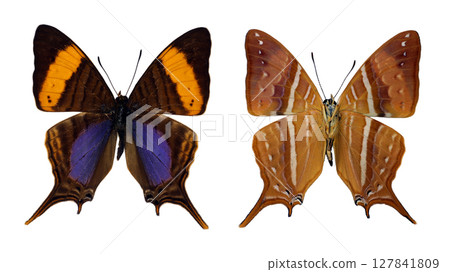 This visual showcases the isolated sides of Marpesia corinna butterflies, highlighting their distinct wing patterns and colors under natural light conditions, captured in a serene environment. This visual showcases the isolated sides of Marpesia corinna butterflies, highlighting their distinct wing patterns and colors under natural light conditions, captured in a serene environment. 127841809