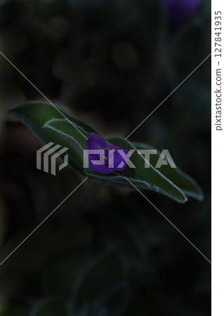秋天花壇裡盛開的 Tradiscantia sillamontana 127841935