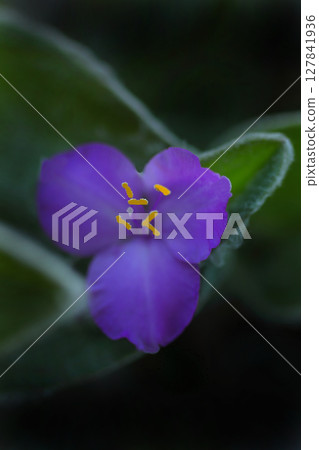 紫露草花 127841936